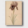 Notes A6 – Karl Palsner Kosaciec (Iris species)
